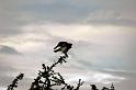 bird in flight